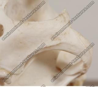 photo reference of skull 0063